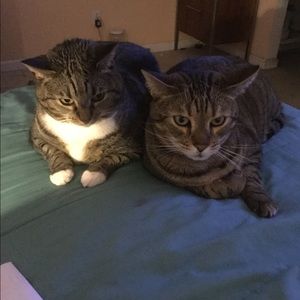 Meet your Posher, Steve